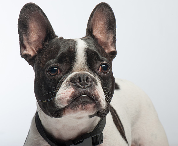 Long muzzle hotsell french bulldog